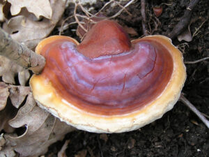 Ganoderma_lucidum_قارچ گانودرما لوسیدوم