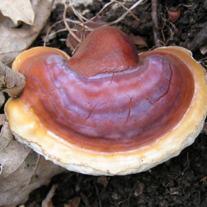 Ganoderma_lucidum_قارچ گانودرما لوسیدوم